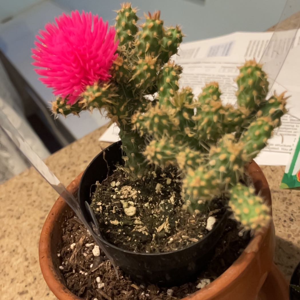 Photo of the plant species Assorted Cactus by @SuperSeamango86 named Rainier on Greg, the plant care app