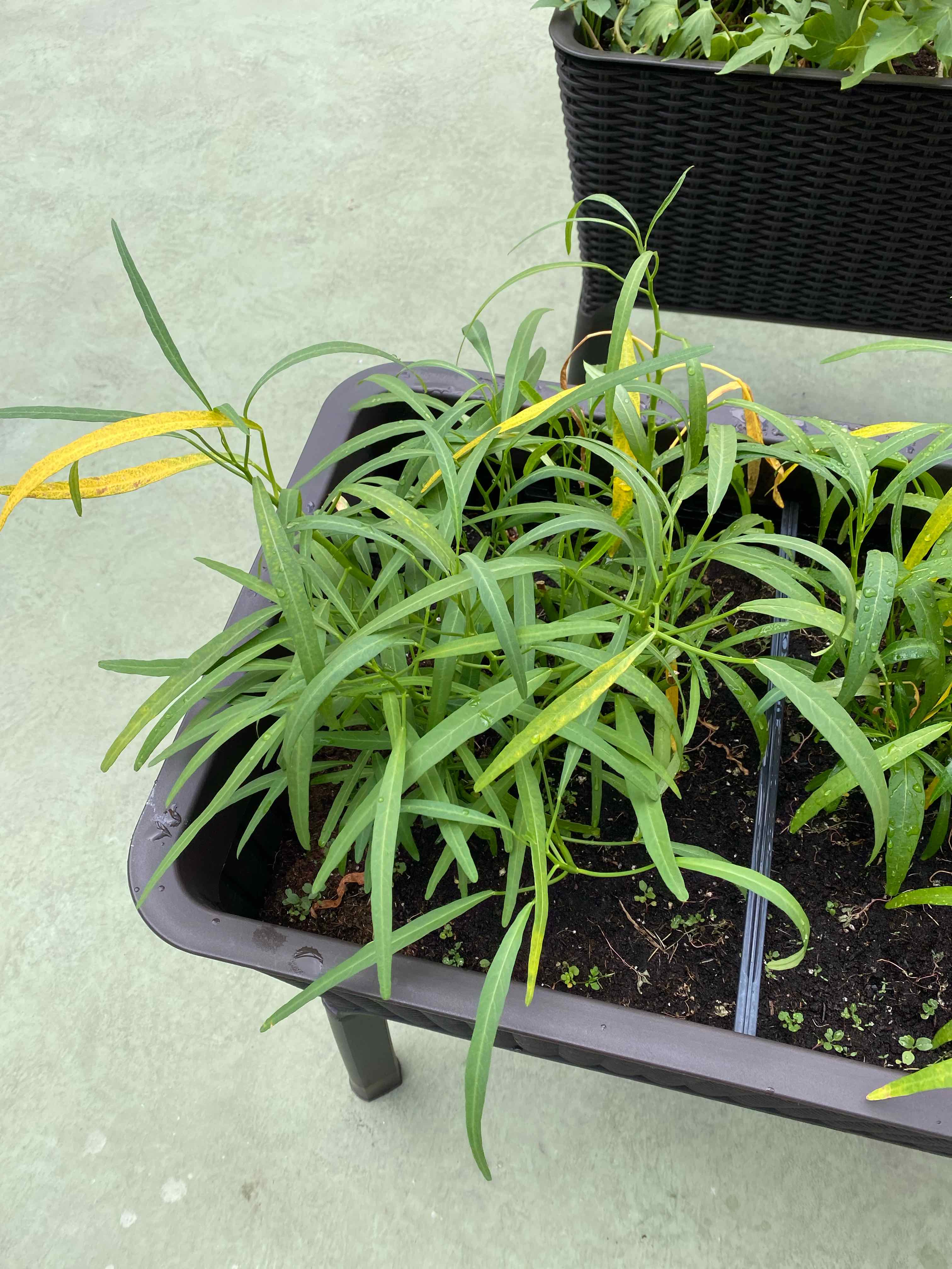 Potted Mexican Bluebell plant with some yellowing leaves and visible soil.