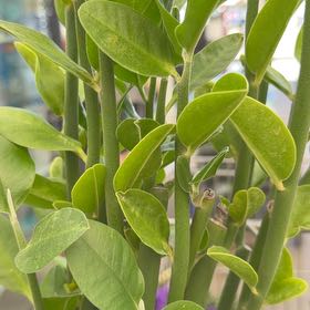 Photo of the plant species Black Mangrove by @LoyalEllisia94 named Winston on Greg, the plant care app