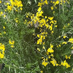 Photo of the plant species Common Gorse by @ExoticPecan74 named Ulysses S Plant on Greg, the plant care app