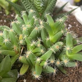 Photo of the plant species Chisme by @JocundAnise3 named Xena on Greg, the plant care app
