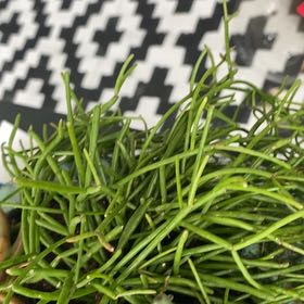 Photo of the plant species Rhipsalis baccifera by @JocundAnise3 named Daphne on Greg, the plant care app