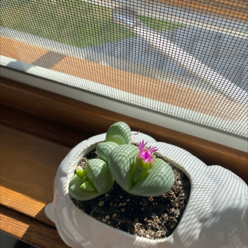 Photo of the plant species Argyroderma delaetii by @JocundAnise3 named Gobi on Greg, the plant care app