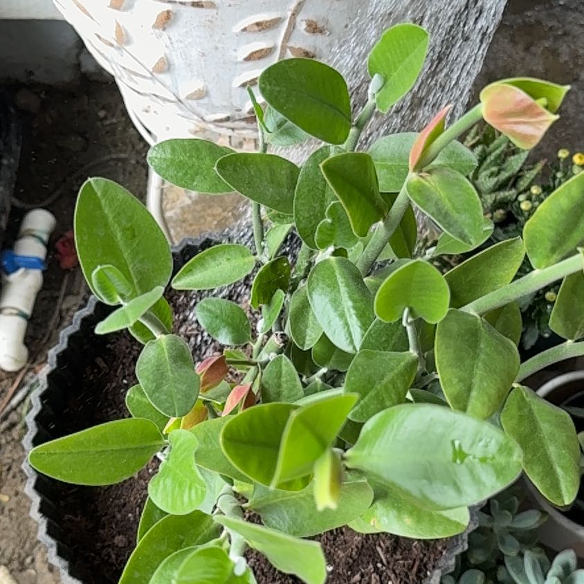 Photo of the plant species Tall Slipper Plant by @AssistiveWoreya named Harper on Greg, the plant care app