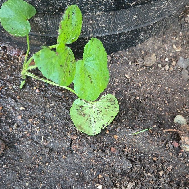 Photo of the plant species Centella by @VocalCooperi81 named Coco on Greg, the plant care app
