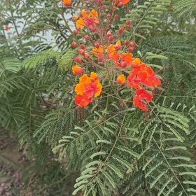 Photo of the plant species Red Bird Of Paradise by @CuteKohekohe83 named Gaga on Greg, the plant care app