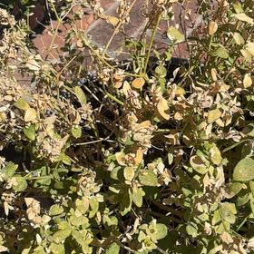 Photo of the plant species Common Chickweed by @HeroSaguaro91 named Pax on Greg, the plant care app