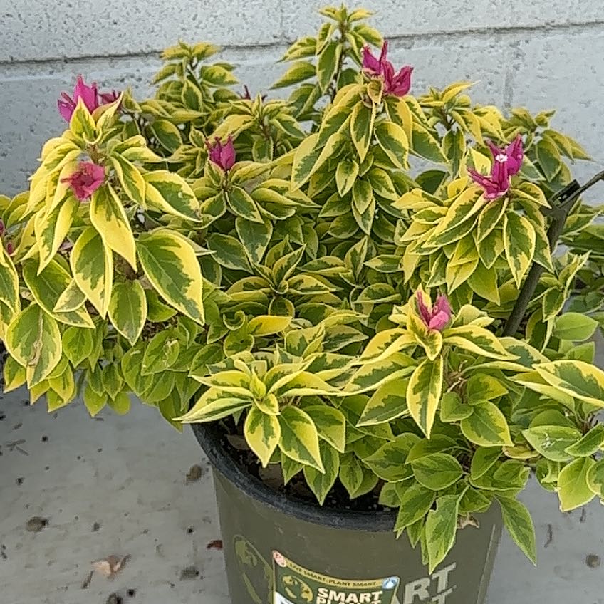 Photo of the plant species Bougainvillea Pixie Queen Dwarf by @SummeryFeijoa38 named Figyonce on Greg, the plant care app