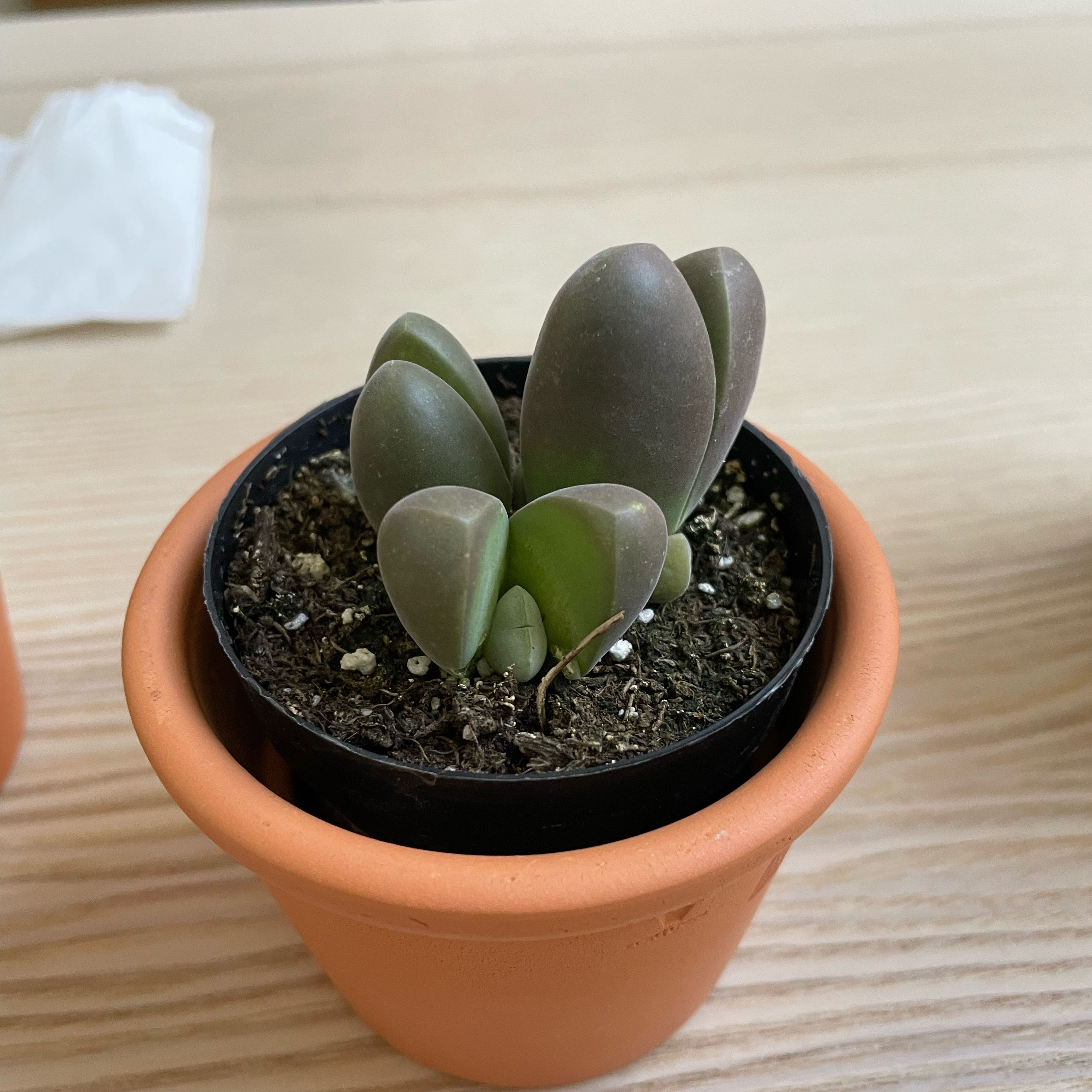 Photo of the plant species Gibbaeum heathii by @NewWavycap93 named Plato on Greg, the plant care app