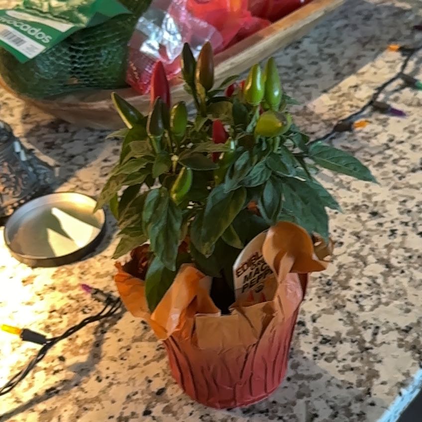 Photo of the plant species Macho Pepper Plant by @HipLichen88 named Michelle Branch on Greg, the plant care app