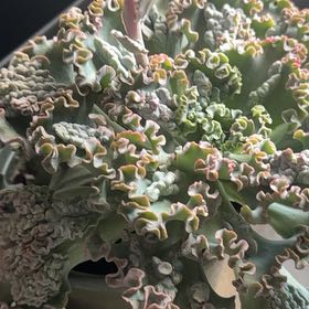 Photo of the plant species Echeveria by @HipWaxvine77 named Forrest on Greg, the plant care app
