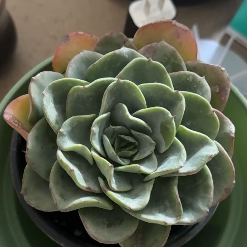 Photo of the plant species Echeveria 'Galaxy Blue' by @HipWaxvine77 named Tree Diddy on Greg, the plant care app