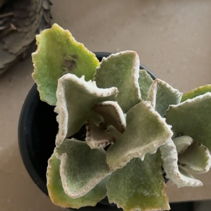 Photo of the plant species Kalanchoe beharensis 'Fang' by @HipWaxvine77 named Apollo on Greg, the plant care app