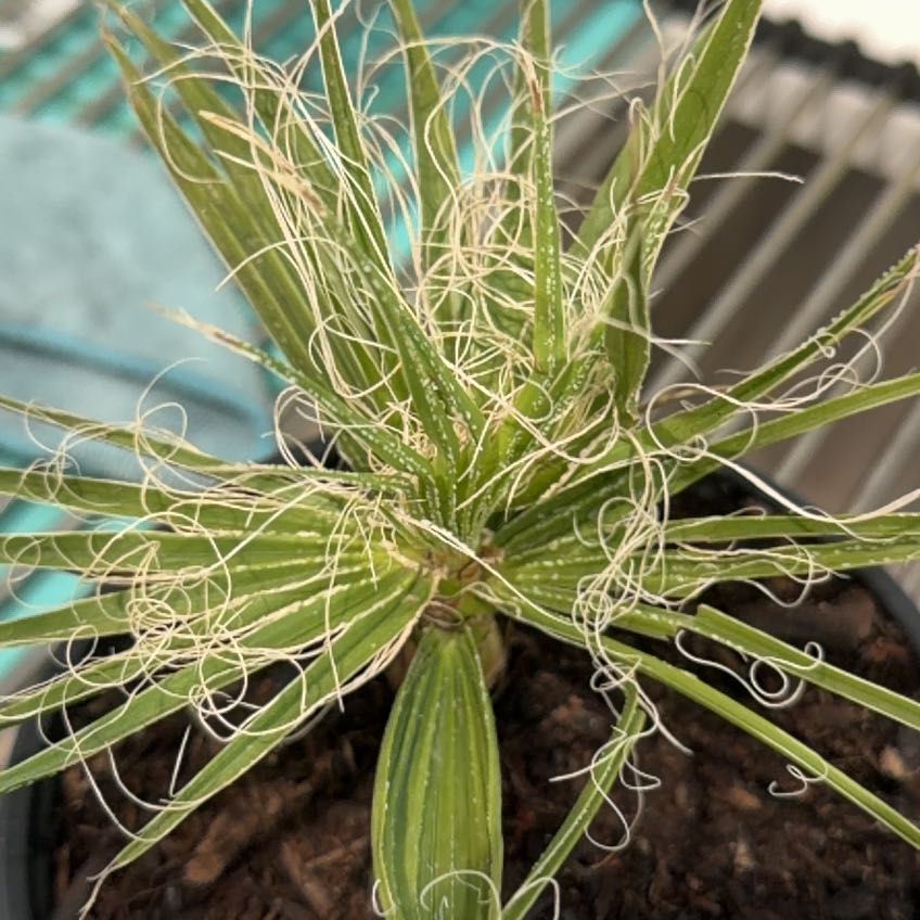 Photo of the plant species California Fan Palm by @NurseChilli91 named Taylor Swift on Greg, the plant care app