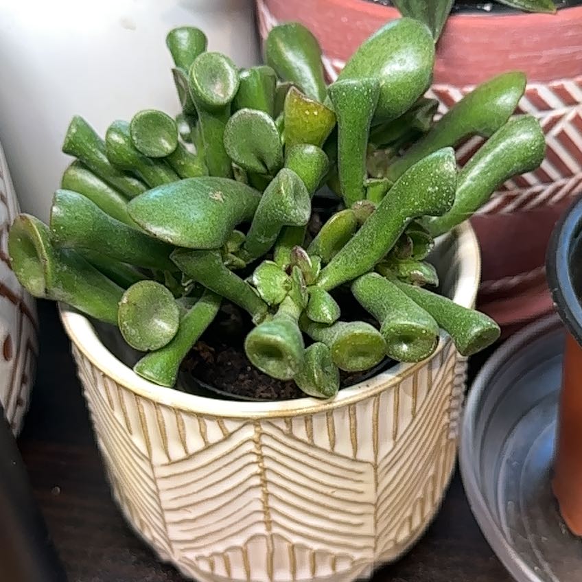 Photo of the plant species Crassula 'Ogre Ears' by @Lindsay23 named Drake on Greg, the plant care app
