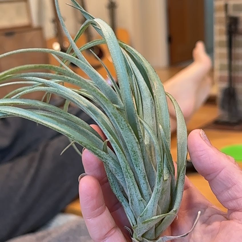 Photo of the plant species Tillandsia Capitata Yellow by @Lindsay23 named Doja Cat on Greg, the plant care app
