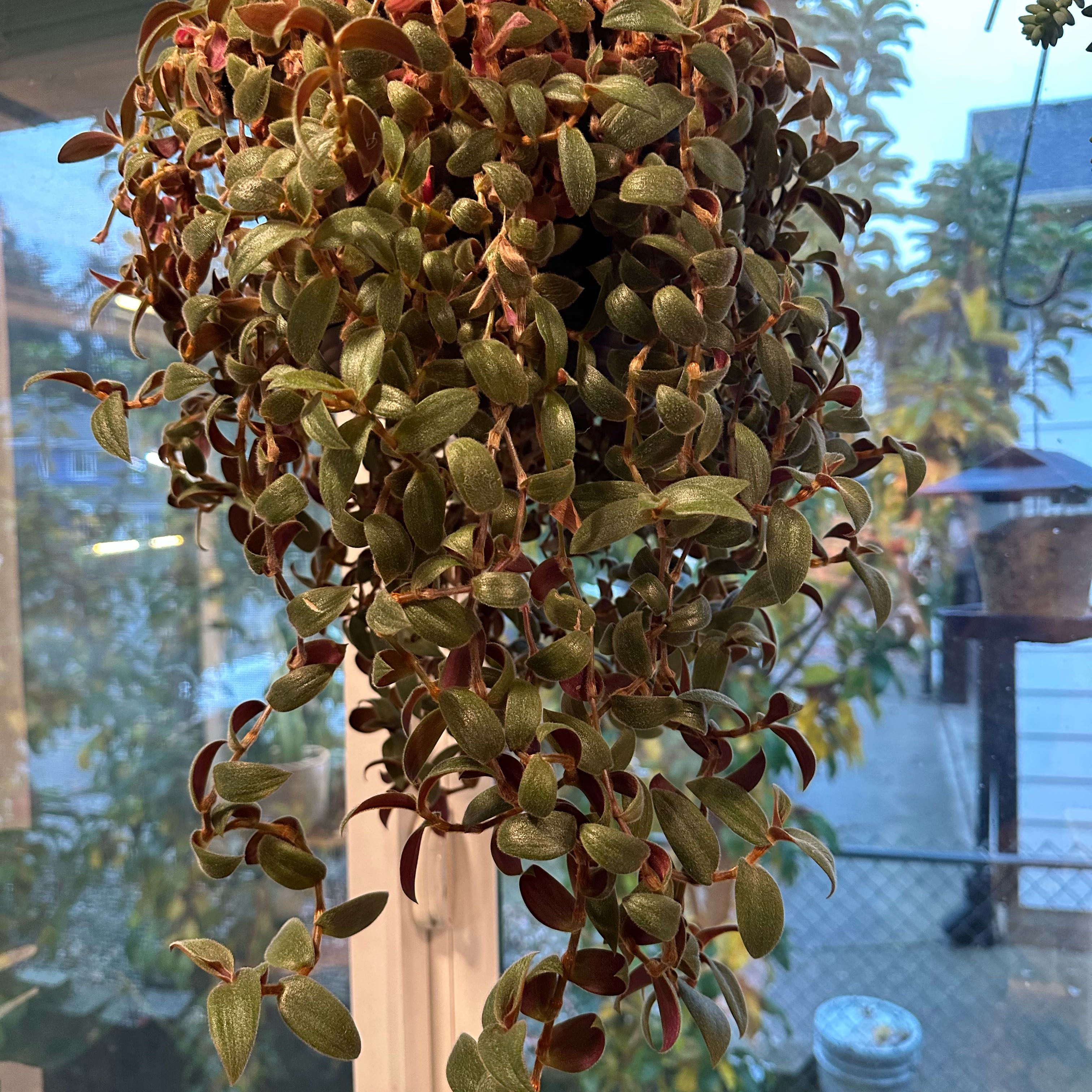 Photo of the plant species Teddy Bear Vine by @Lindsay23 named Teddy on Greg, the plant care app