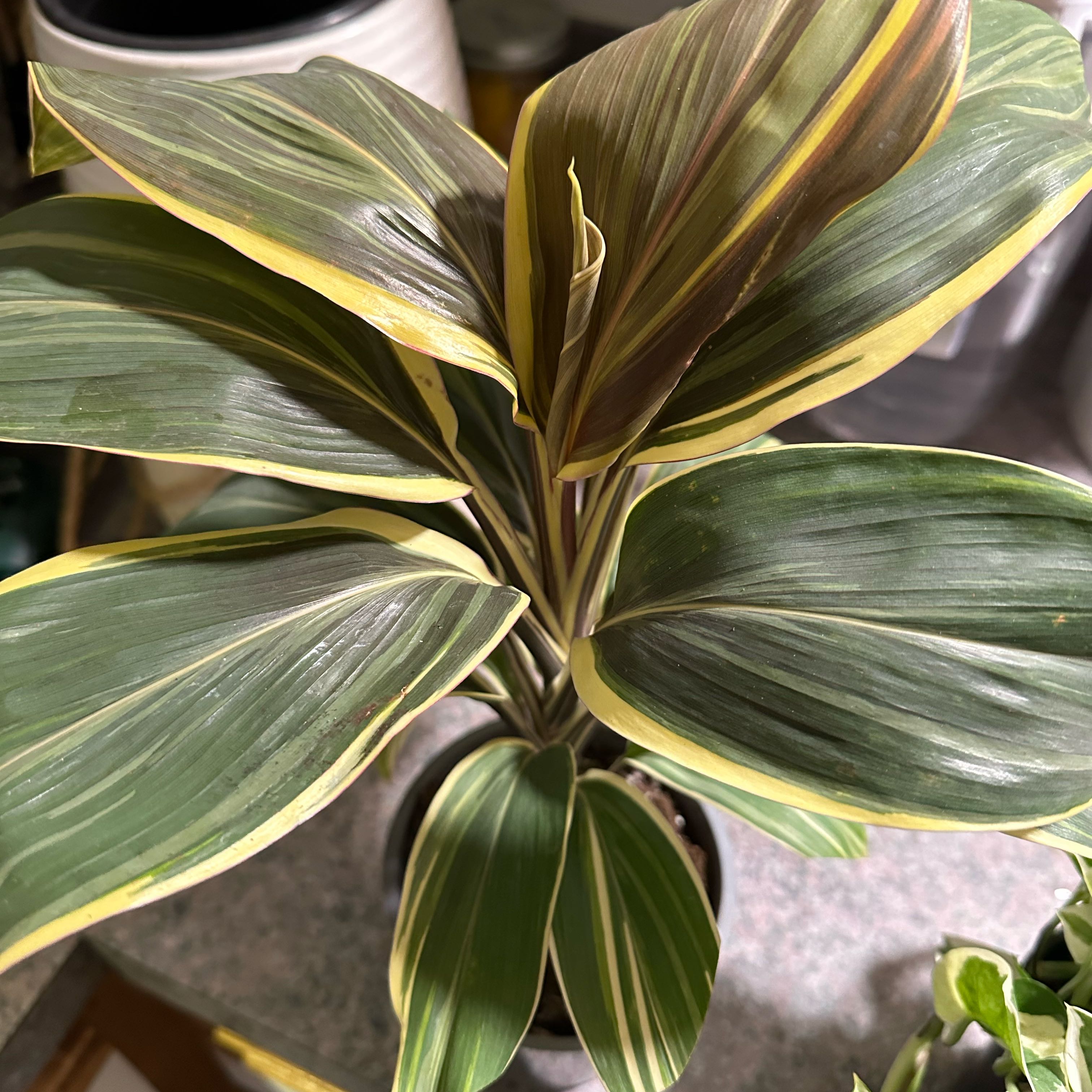 Photo of the plant species Cordyline 'Chocolate Queen' by @Lindsay23 named Bigleef Smalls on Greg, the plant care app
