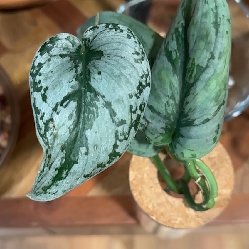 Photo of the plant species Silver Lady by @Lindsay23 named Curie on Greg, the plant care app