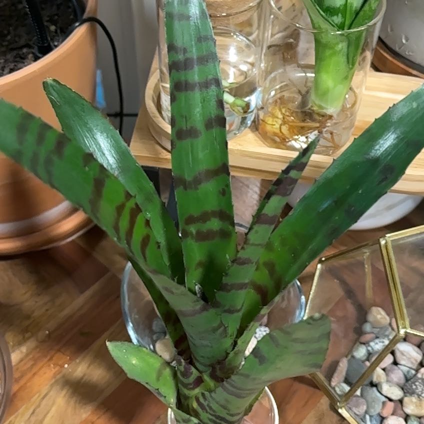 Photo of the plant species Bromeliad by @Lindsay23 named Hannibal on Greg, the plant care app