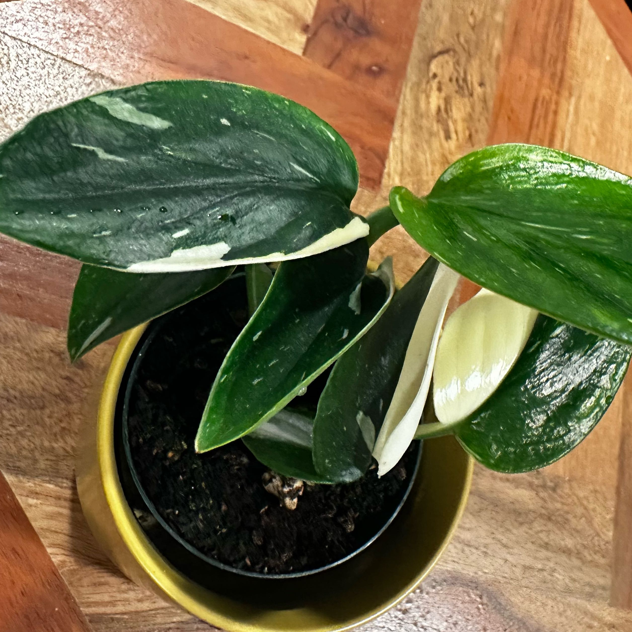 Photo of the plant species Five Holes Plant by @Lindsay23 named Leyana on Greg, the plant care app