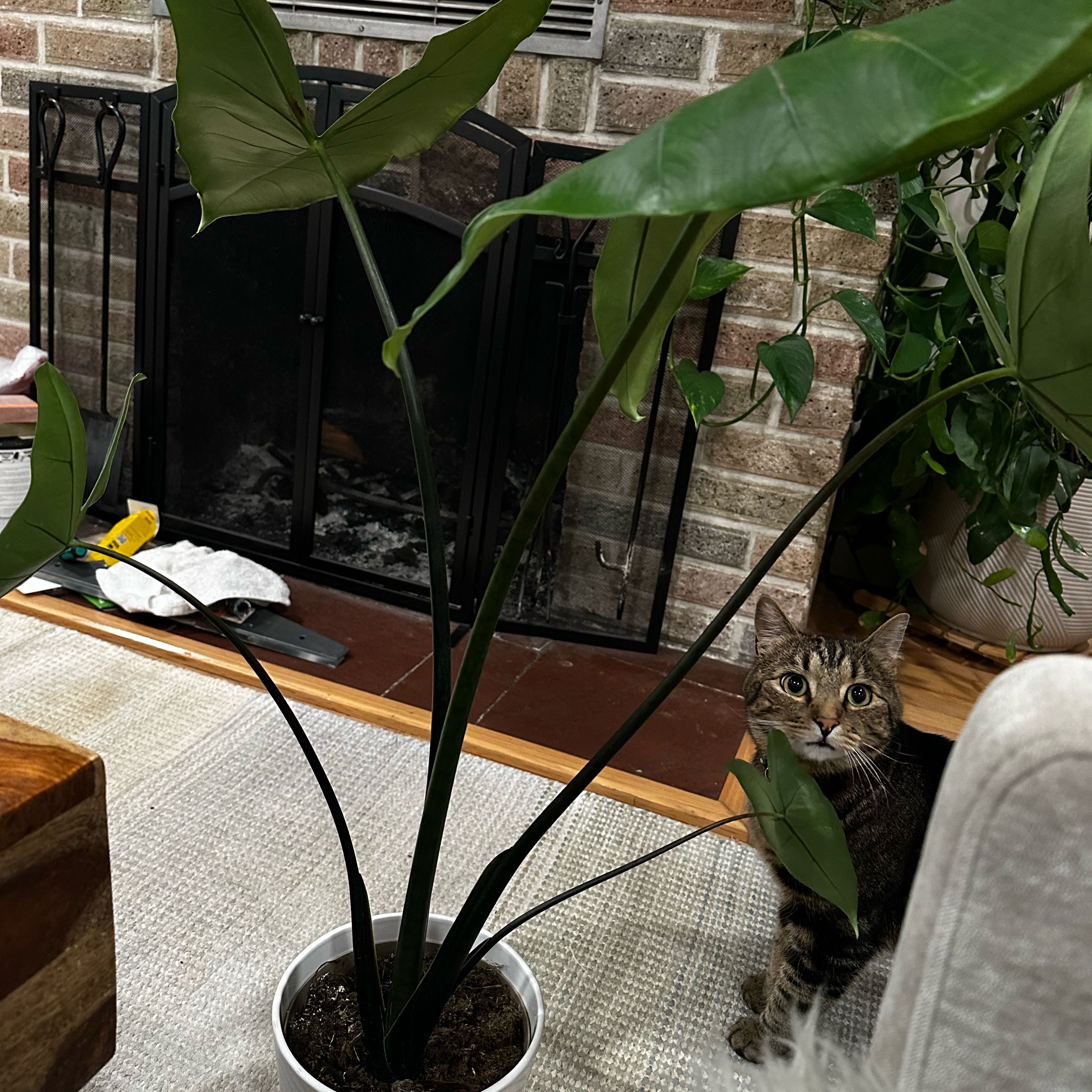 Photo of the plant species alocasia black zebrina by @Lindsay23 named Zebrina on Greg, the plant care app