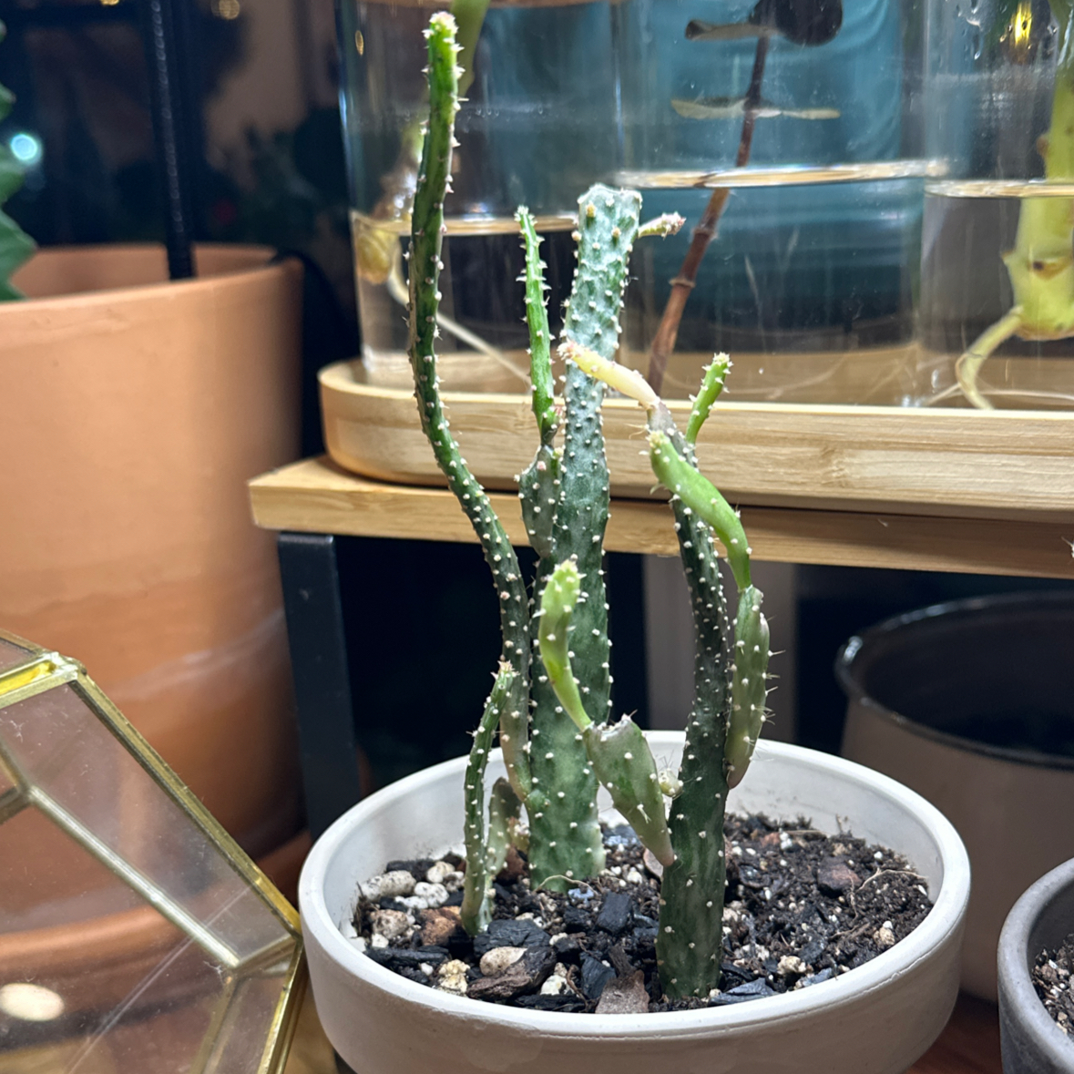 Photo of the plant species Opuntia monacantha f. monstrose by @Lindsay23 named Luna on Greg, the plant care app