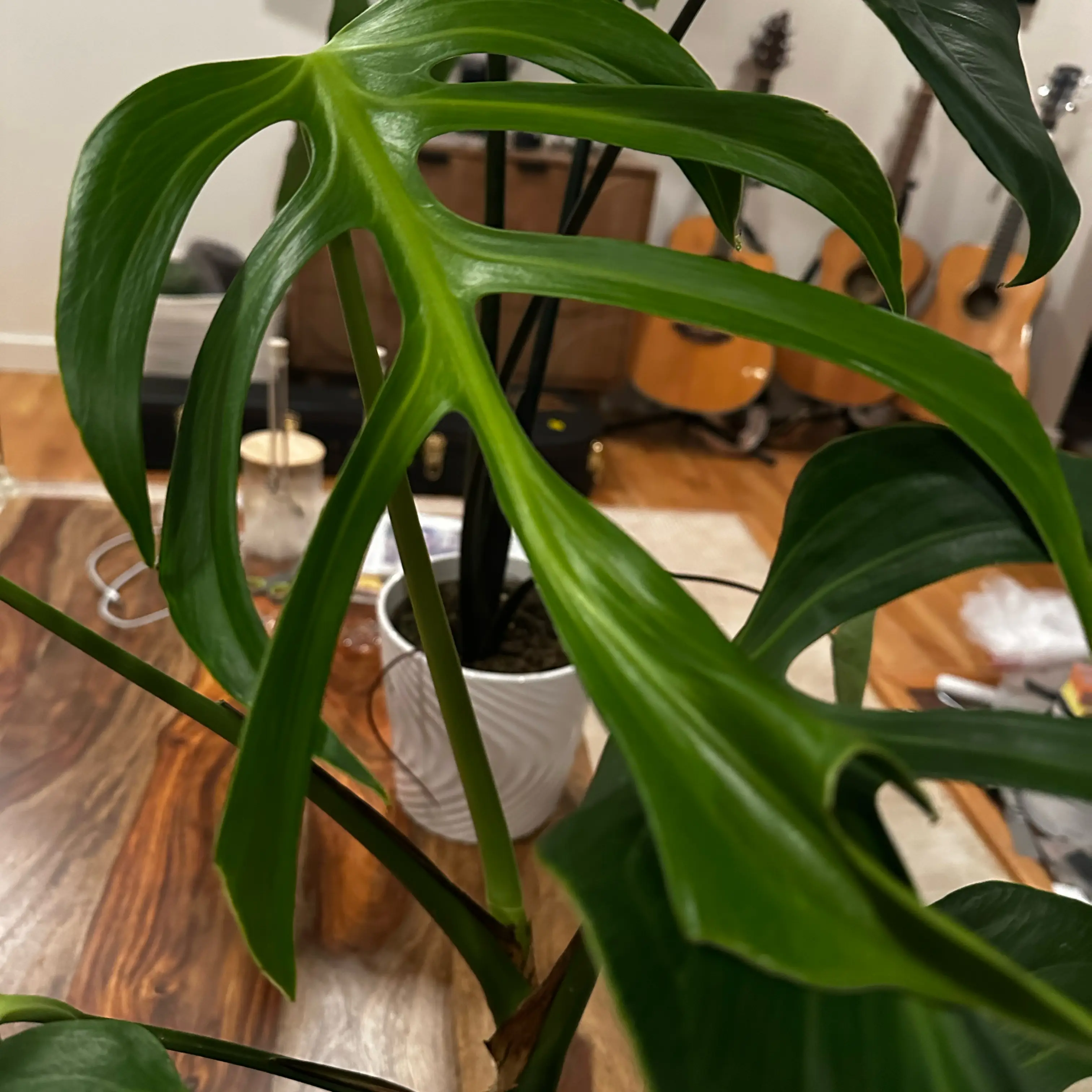 Photo of the plant species Monstera 'Burle Marx Flame' by @Lindsay23 named Mysteria on Greg, the plant care app