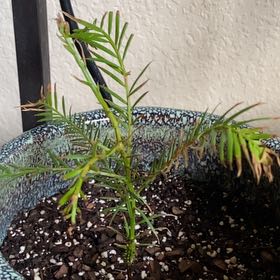 Photo of the plant species Redwood by @HeadPeanut90 named Sanders on Greg, the plant care app