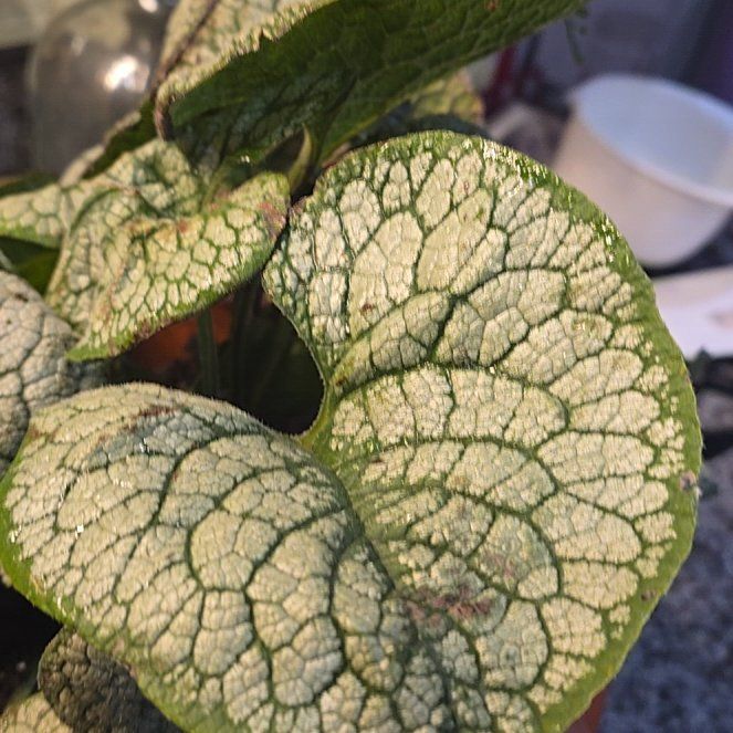 Photo of the plant species False Forget-Me-Not by @EarlyParsley25 named Sahara on Greg, the plant care app