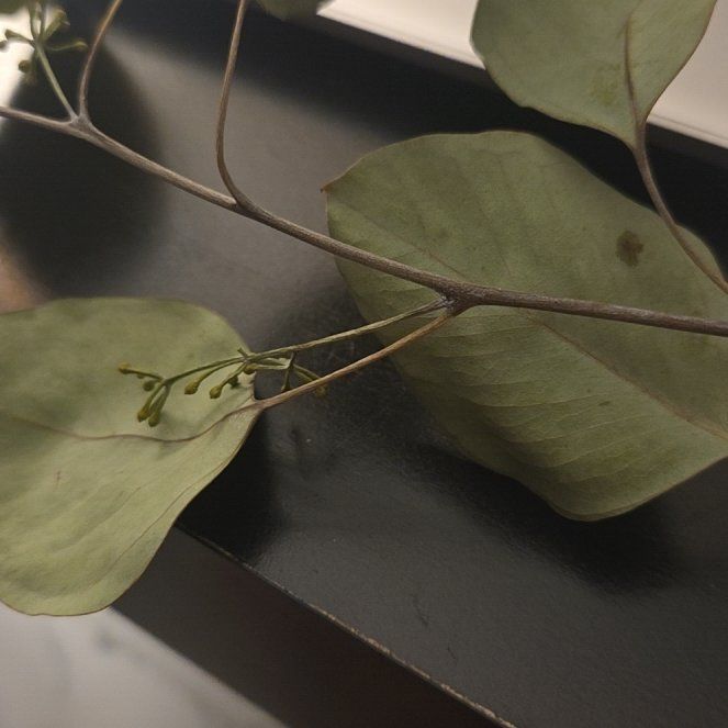 Photo of the plant species Redbox by @FastApple38 named Stella on Greg, the plant care app