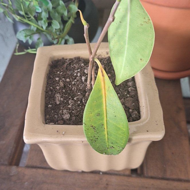 Photo of the plant species Ficus Microcarpa by @Momo333 named Mochi on Greg, the plant care app