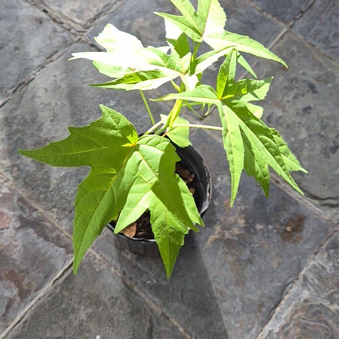 Photo of the plant species Scarlet Hibiscus by @Momo333 named Marina on Greg, the plant care app