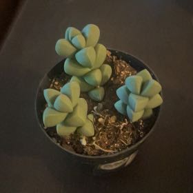 Photo of the plant species Corpuscularia by @NewGarlic87 named Demi on Greg, the plant care app
