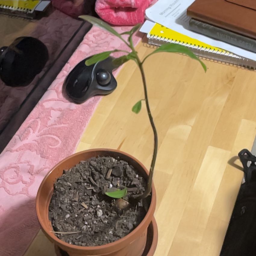 Photo of the plant species avocado seed by @DearCorn72 named Toaster on Greg, the plant care app