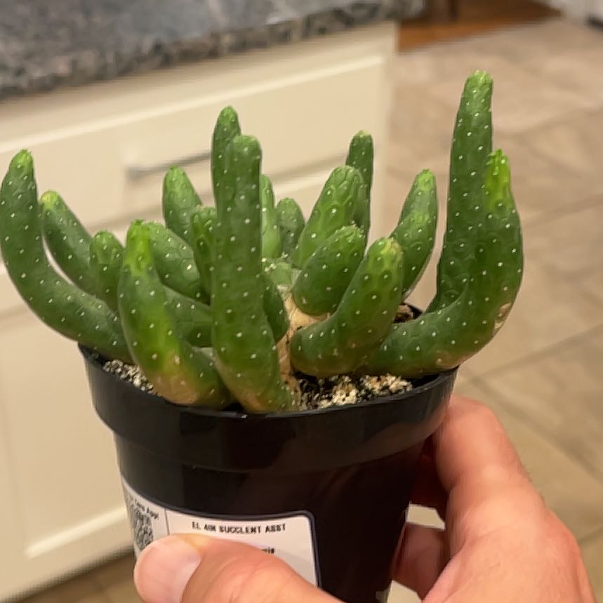 Photo of the plant species Euphorbia succulenta by @GoodyRedcap28 named Sanders on Greg, the plant care app