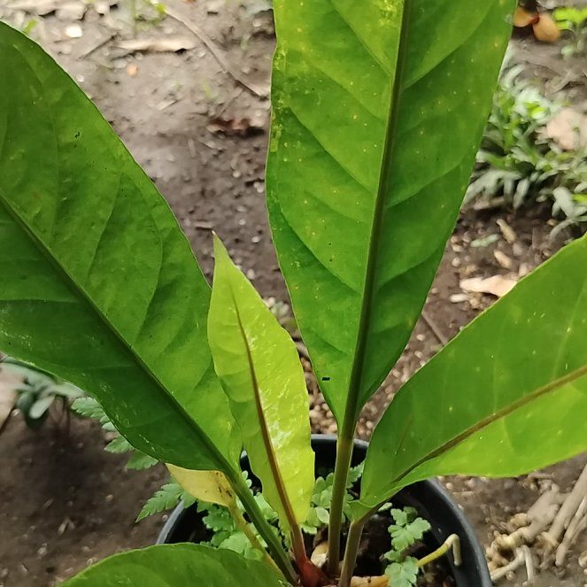 Photo of the plant species Laceleaf by @SuppleLovage63 named Doja Cat on Greg, the plant care app