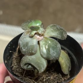 Photo of the plant species Suculent by @GrownCowshorn41 named Aria on Greg, the plant care app