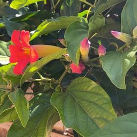 Photo of the plant species Oceanblue Morning-Glory by @GroovyCaperbush named Naomi on Greg, the plant care app
