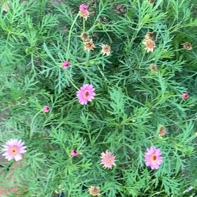 Photo of the plant species Marguerite by @GroovyCaperbush named Spike Leaves on Greg, the plant care app