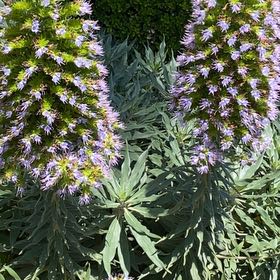 Photo of the plant species Pride of Madeira by @GroovyCaperbush named Baesil on Greg, the plant care app