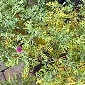 Photo of the plant species Marguerite Daisy by @GroovyCaperbush named Winston on Greg, the plant care app