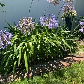 Photo of the plant species Blue Lily by @GroovyCaperbush named McKinley on Greg, the plant care app
