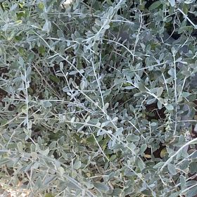 Photo of the plant species Tree Germander by @GroovyCaperbush named Shakira on Greg, the plant care app