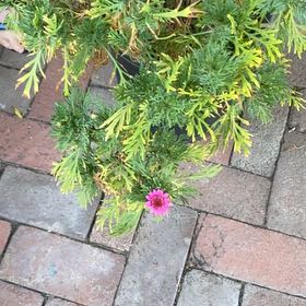Photo of the plant species Paris Daisy by @GroovyCaperbush named da Vinci on Greg, the plant care app