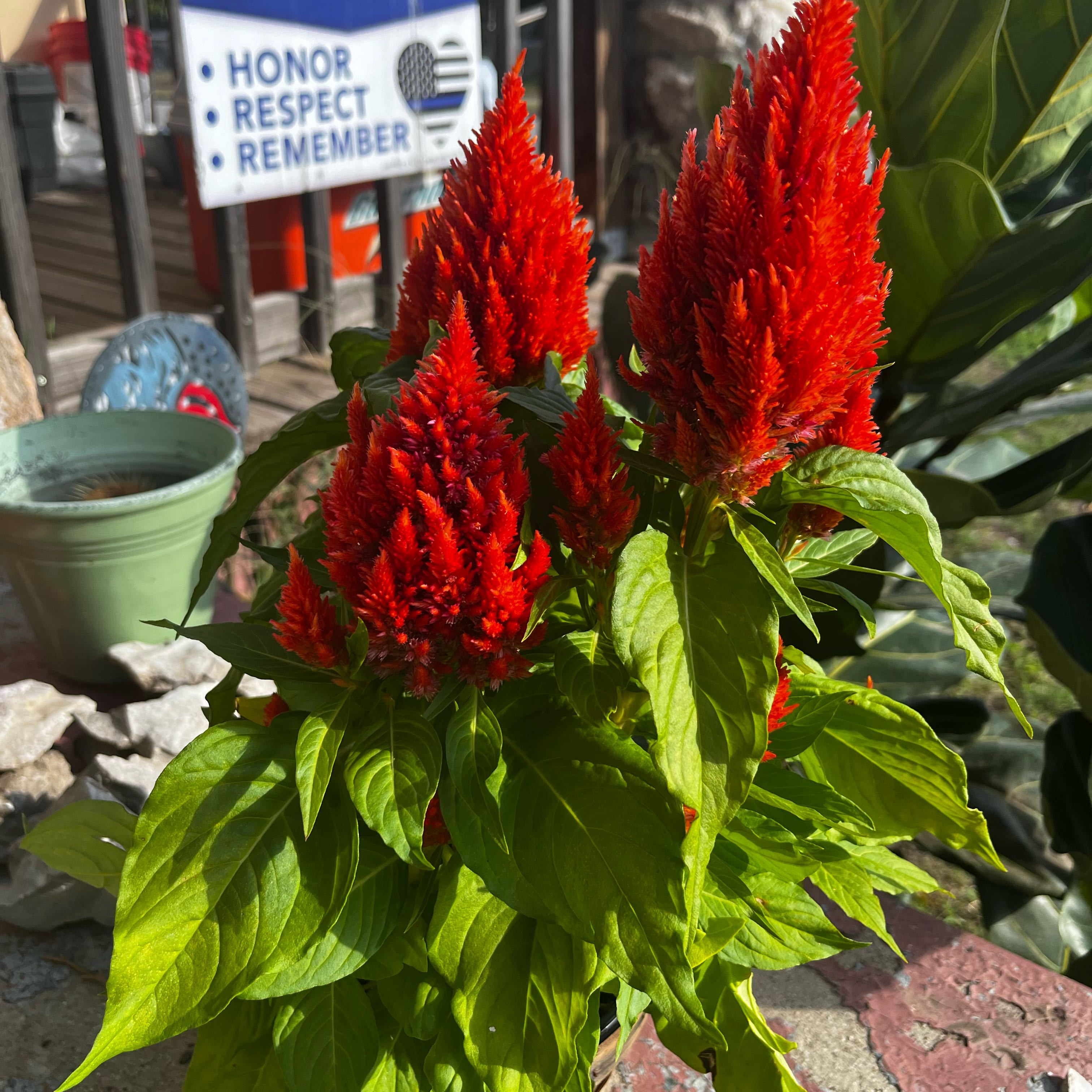 Photo of the plant species Castle Orange Celosia by @MajorSweetsop48 named Bradly on Greg, the plant care app