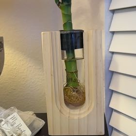 Photo of the plant species Bare Root Odyssey by @GutsyWoreya71 named Sproutacus on Greg, the plant care app
