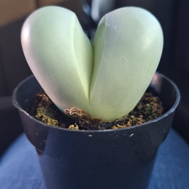 Photo of the plant species Argyroderma spp. by @ChummyCidergum named Daisy on Greg, the plant care app