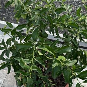 Photo of the plant species Indian Jujube by @SacrosanctFern8 named Forrest on Greg, the plant care app