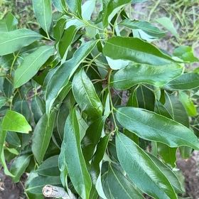 Photo of the plant species Citharexylum Spinosum by @SacrosanctFern8 named Fernie Saunders on Greg, the plant care app